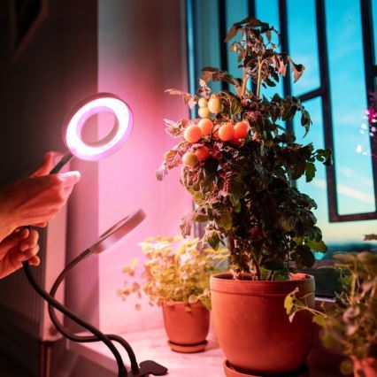 Dimmbare flexible LED-Tischleuchte mit Klemme für die Pflanzenzucht VITARO 2xLED/4W/230V schwarz