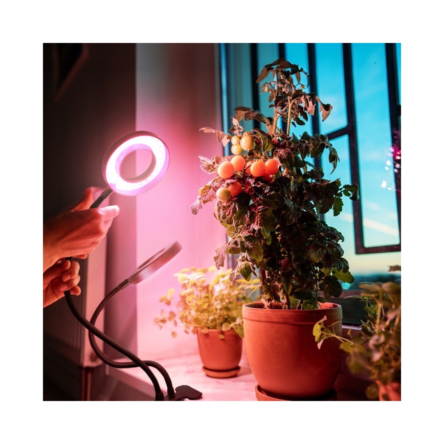 Dimmbare flexible LED-Tischleuchte mit Klemme für die Pflanzenzucht VITARO 2xLED/4W/230V schwarz