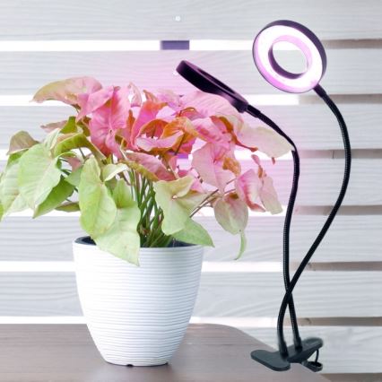 Dimmbare flexible LED-Tischleuchte mit Klemme für die Pflanzenzucht VITARO 2xLED/4W/230V schwarz
