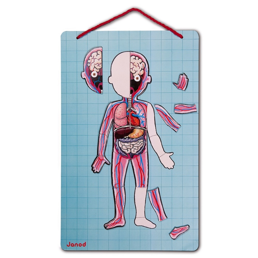 Janod - Magnetisches Puzzle BODYMAGNET menschlicher Körper