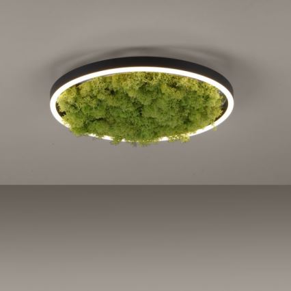 JUST LIGHT. 15391-66 - Dimmbare LED-Deckenleuchte GRÜN RITU LED/20W/230V