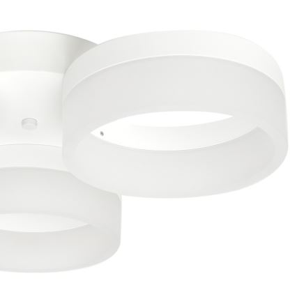 LED Deckenleuchte RING 3xLED/12W/230V weiß