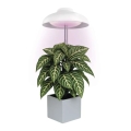 LED-Innenlampe zur Pflanzenzucht GROW LED/5W/5V