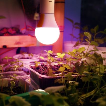 LED-Leuchtmittel für die Pflanzenzucht PLANTY E27/11W/230V 1200K weiß