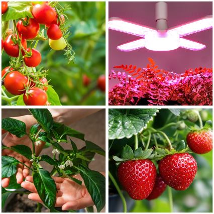 LED-Leuchtmittel für die Pflanzenzucht PLANTY E27/40W/230V 1200K