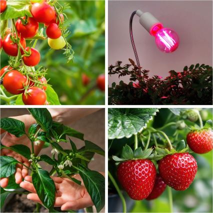 LED-Leuchtmittel für die Pflanzenzucht VITABLOOM E27/8W/230V 1200K - Brilagi
