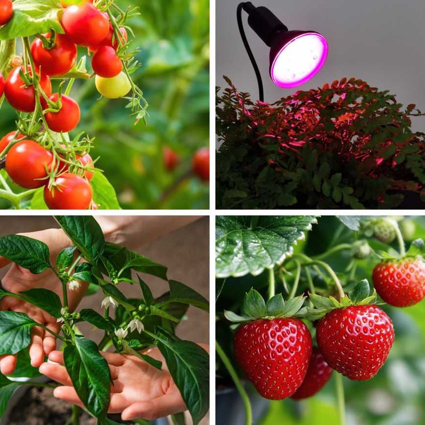 LED-Leuchtmittel für die Pflanzenzucht VITABLOOM E27/9W/230V 1200K schwarz - Brilagi