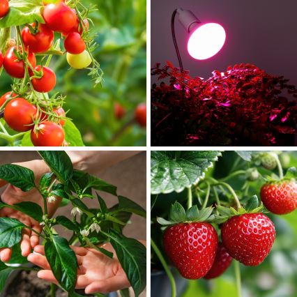 LED-Leuchtmittel für die Pflanzenzucht VITABLOOM E27/9W/230V 1200K weiß - Brilagi
