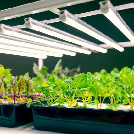 LED Unterbauleuchte für Pflanzenzucht GROWLY LED/9W/230V weiß