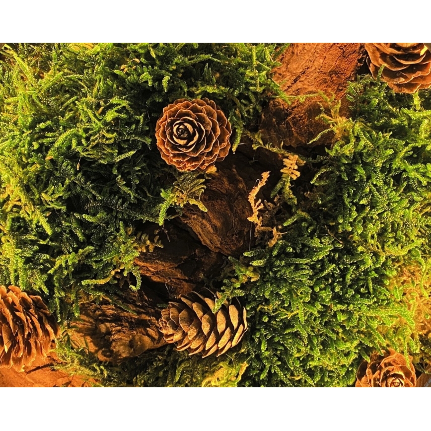 Li-Go 23654 - Dimmbare LED-Tischdekoration LED/12W/230V 20x22 cm Nussbaum/Moos-Arrangement