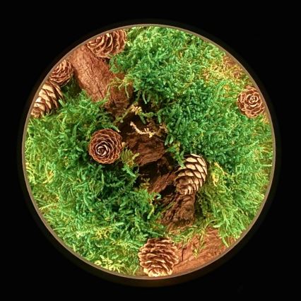 Li-Go 23654 - Dimmbare LED-Tischdekoration LED/12W/230V 20x22 cm Nussbaum/Moos-Arrangement