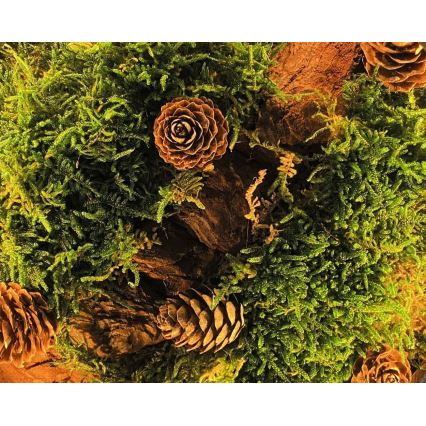 Li-Go 23654 - Dimmbare LED-Tischleuchte LED/12W/230V 20x22 cm Walnuss/Moosmotiv