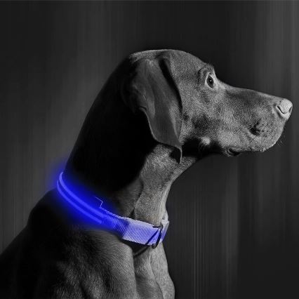 Wiederaufladbares LED-Hundehalsband 35-43 cm 1xCR2032/5V/40 mAh blau