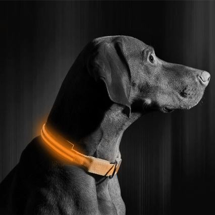 Wiederaufladbares LED-Hundehalsband 35-43 cm 1xCR2032/5V/40 mAh orange