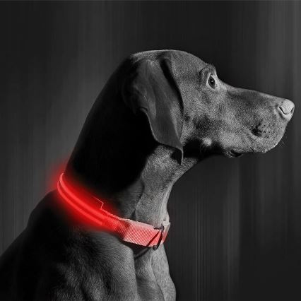 Wiederaufladbares LED-Hundehalsband 35-43 cm 1xCR2032/5V/40 mAh rot